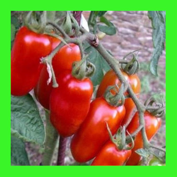 TOMATO-SAN MARZANO