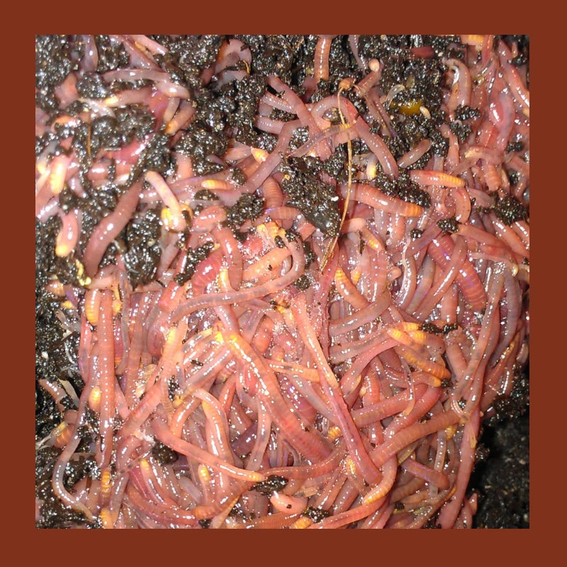 Fresh Compost Worms