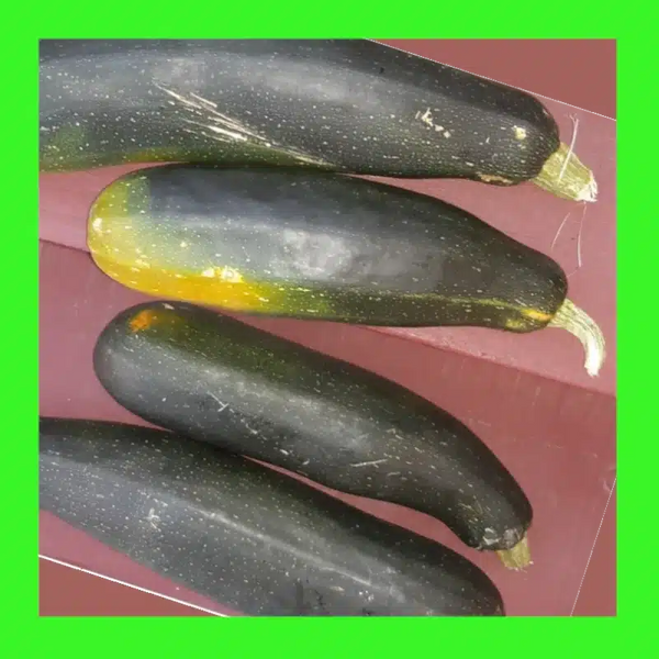 ZUCCHINI-BLACK JACK