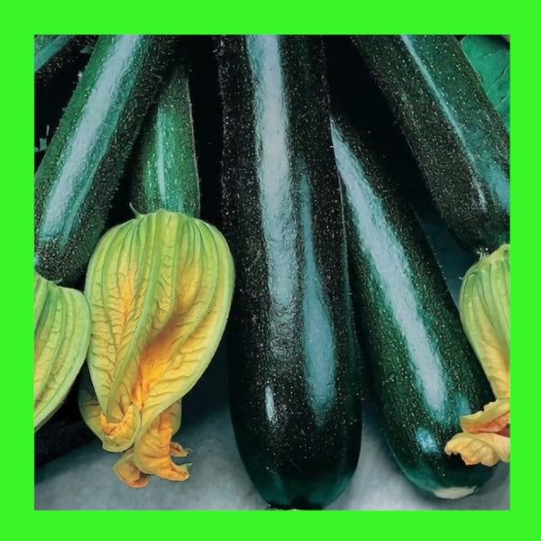 ZUCCHINI-BLACK BEAUTY