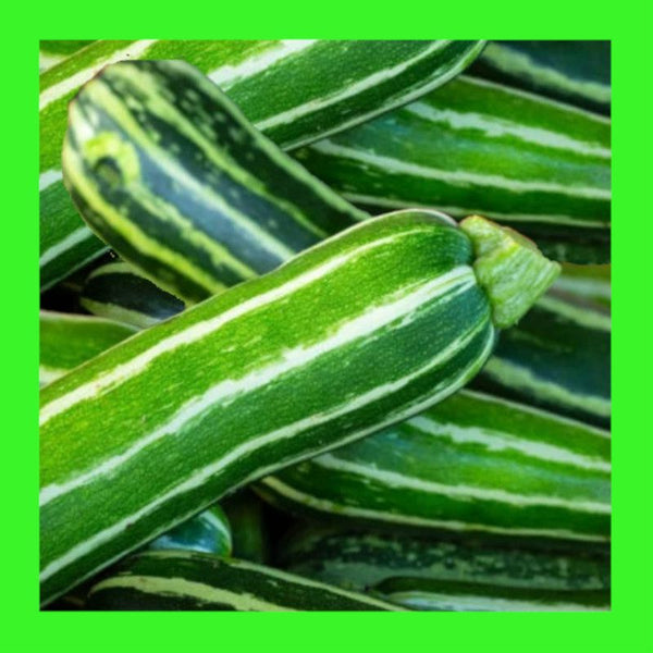 ZUCCHINI-COCOZELLA