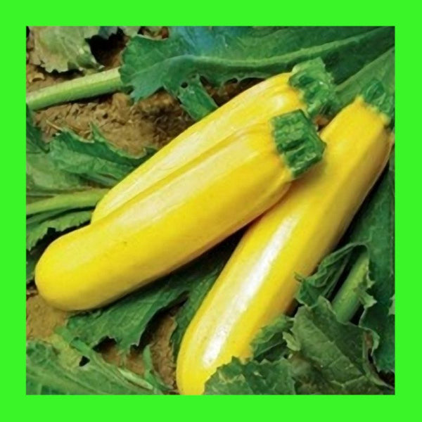 ZUCCHINI-GOLDEN