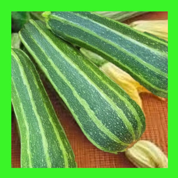 ZUCCHINI-ITALIAN STRIPED