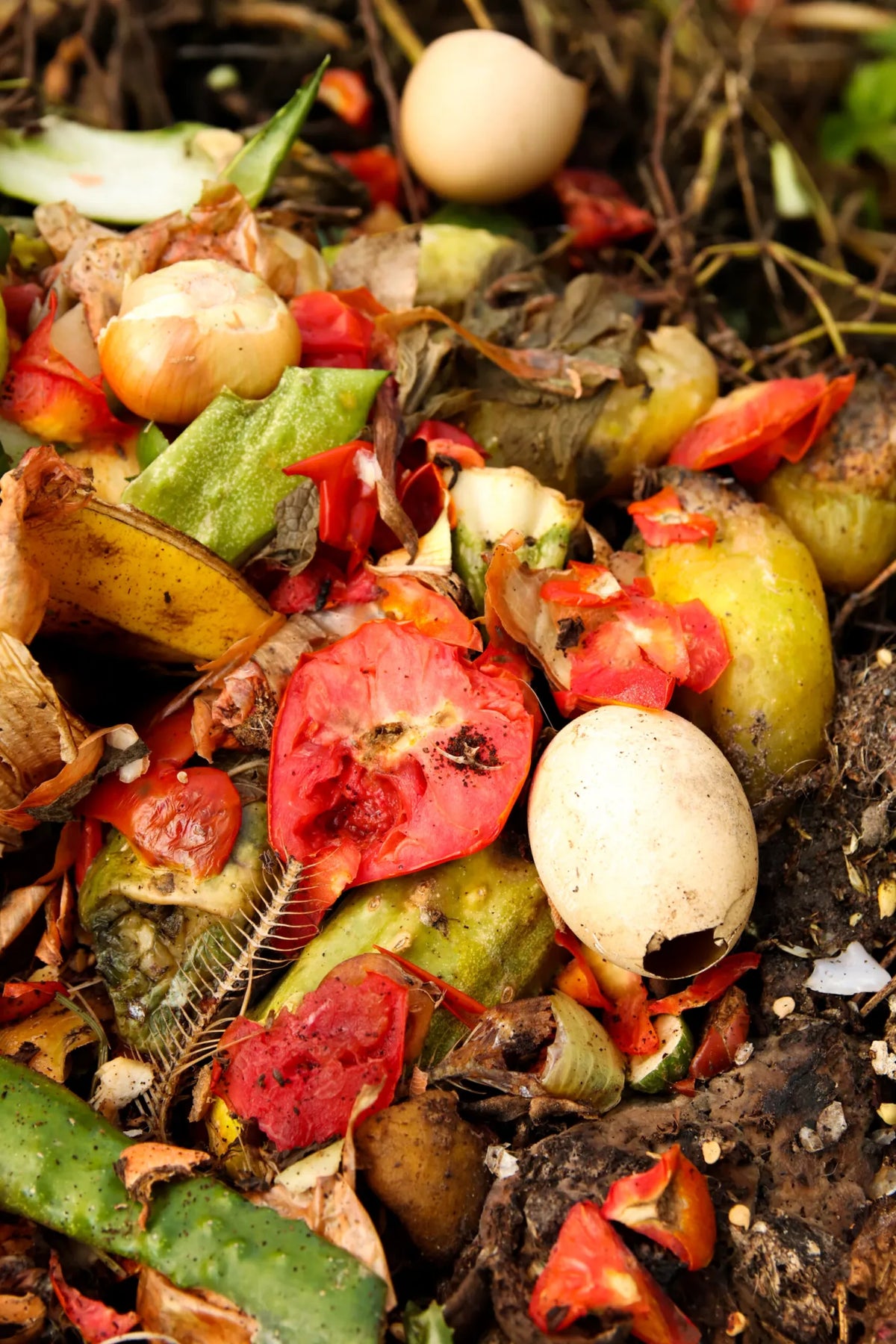 Why Choose Worm Composting?