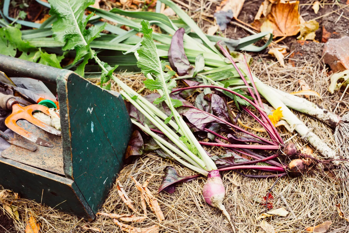Why Choose Composting Food Scraps In Garden?