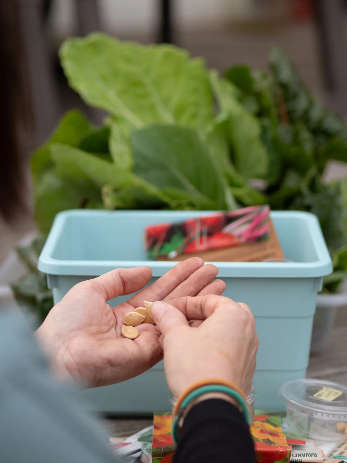 Why Healthy Soil Matters for Garden Seeds
