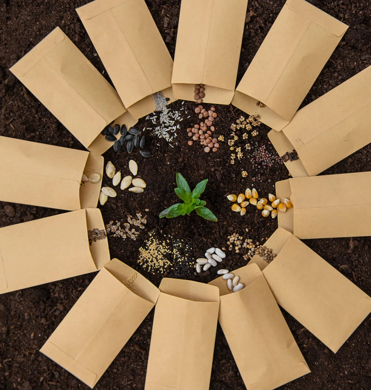 Why Healthy Soil Matters for Seeds For Sale