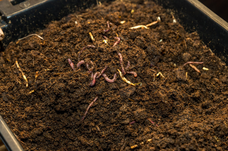Buy Compost Worms