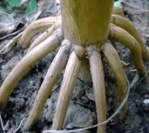 Prop_roots_of_Maize_plant