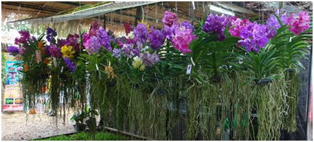 Vanda-Orchids-in-Thailand