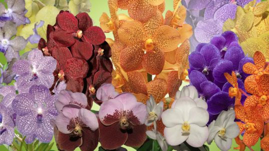 Vanda-Orchids