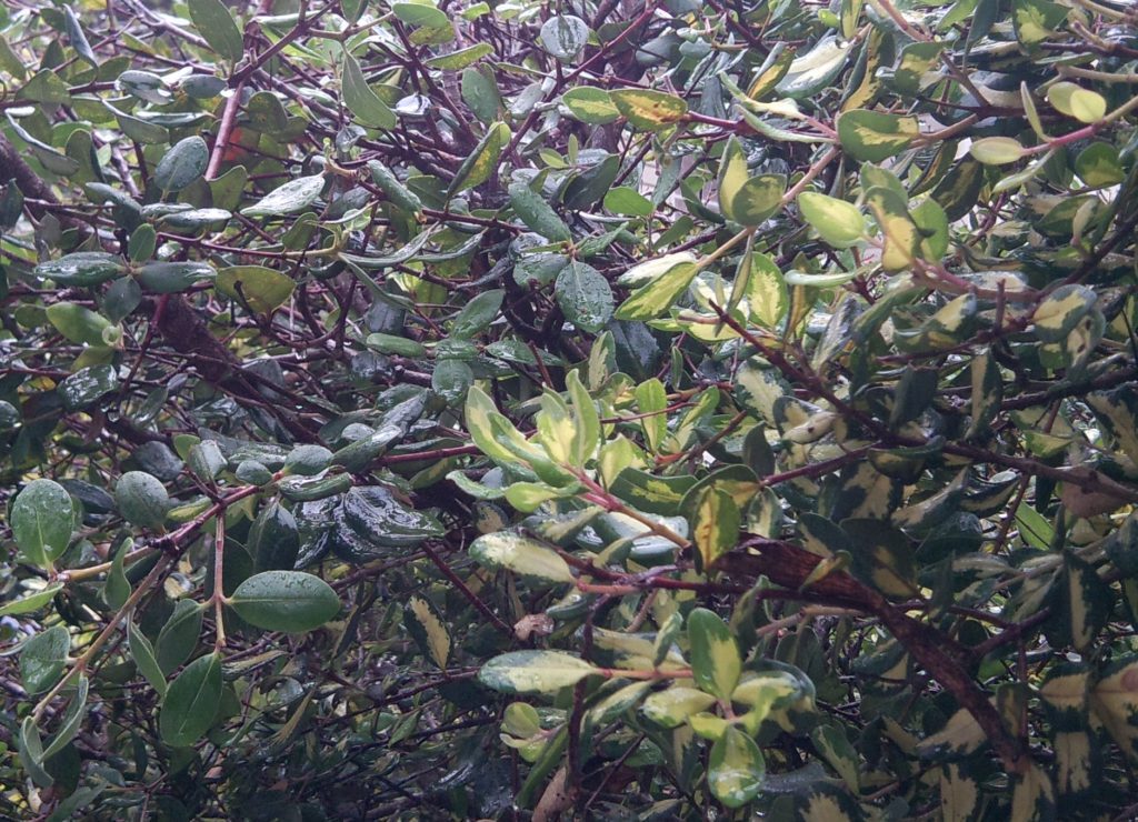 Variegated-Tree-Leaves