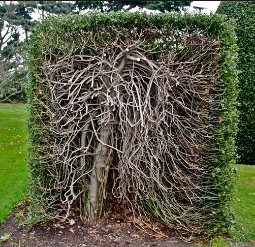 Cross-Section-of-a-Hedge