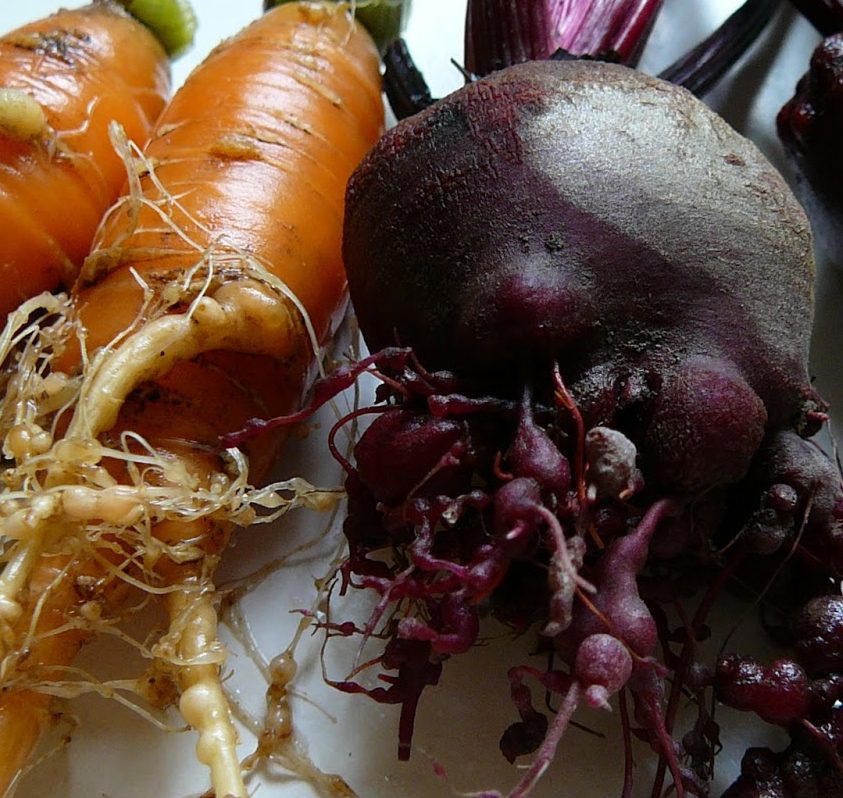 Root-knot-nematode-on-carrot-and-beetroot