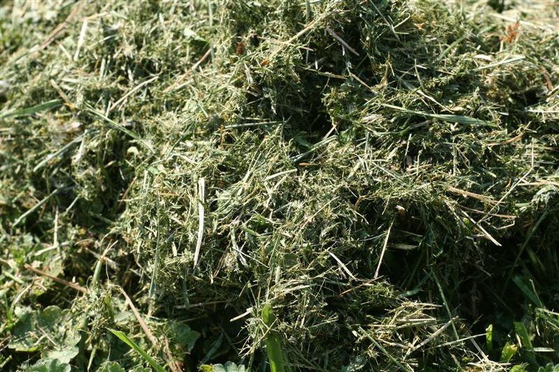Lawn Clippings