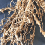 Root_Rot_Nematode