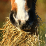 Horse_eating_hay