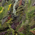 Wall_Garden