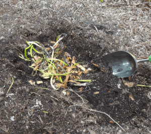 Direct_Trench_Composting
