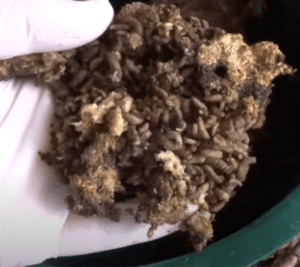 Soldier_Fly_Larvae_Eating_Bread