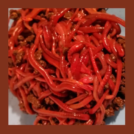 Fresh Compost Worms