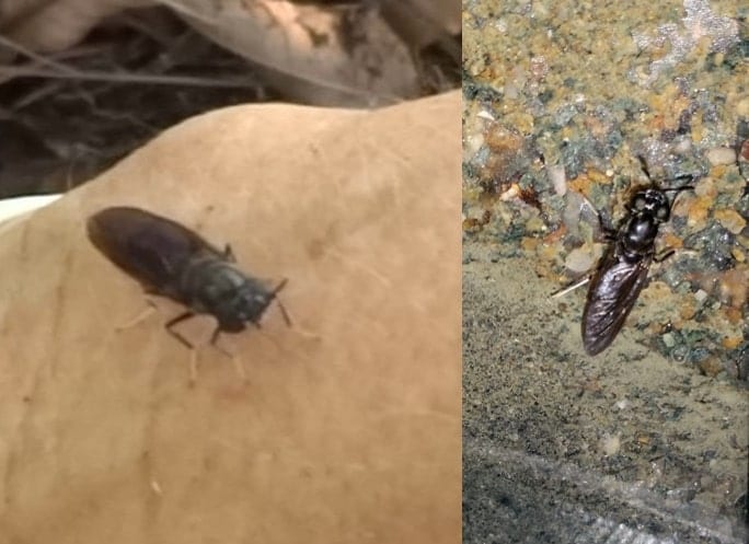 Soldier-Fly