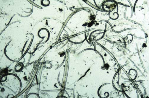 Parasitic-and-non-parasitic-nematodes.