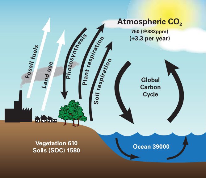 The_Carbon_Cycle