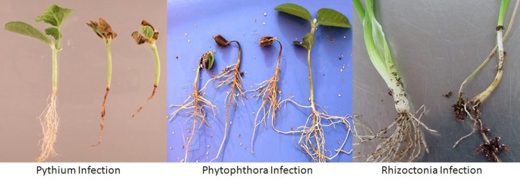 Bacterial Infections in Plants