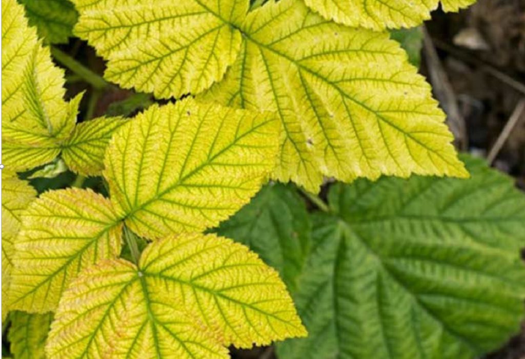Nitrogen Deficiency