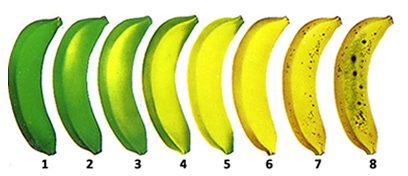 Normal action of Ethylene on Bananas