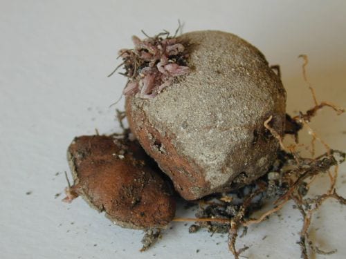 Poisonous Cyclamen Tuber