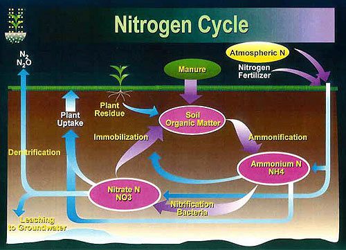 Nitrogen Cycle representation