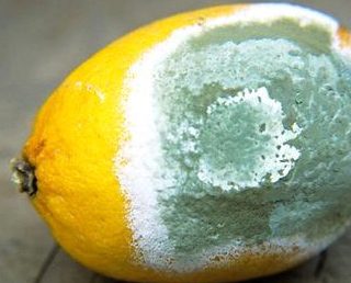 Penicillin fungus on a lemon