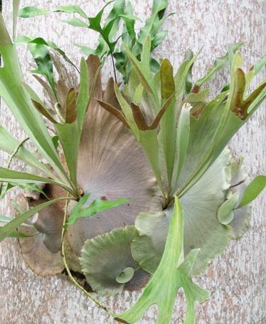 Staghorn-plant