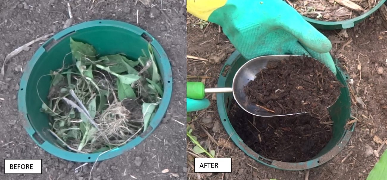 Composting Scurvy Weed Direct Compost Solutions