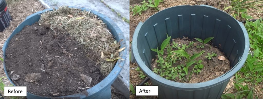 Showing before and after results of composting scurvy weed