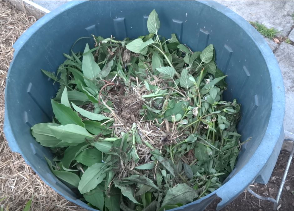 Scurvy weed in a rubbish bin