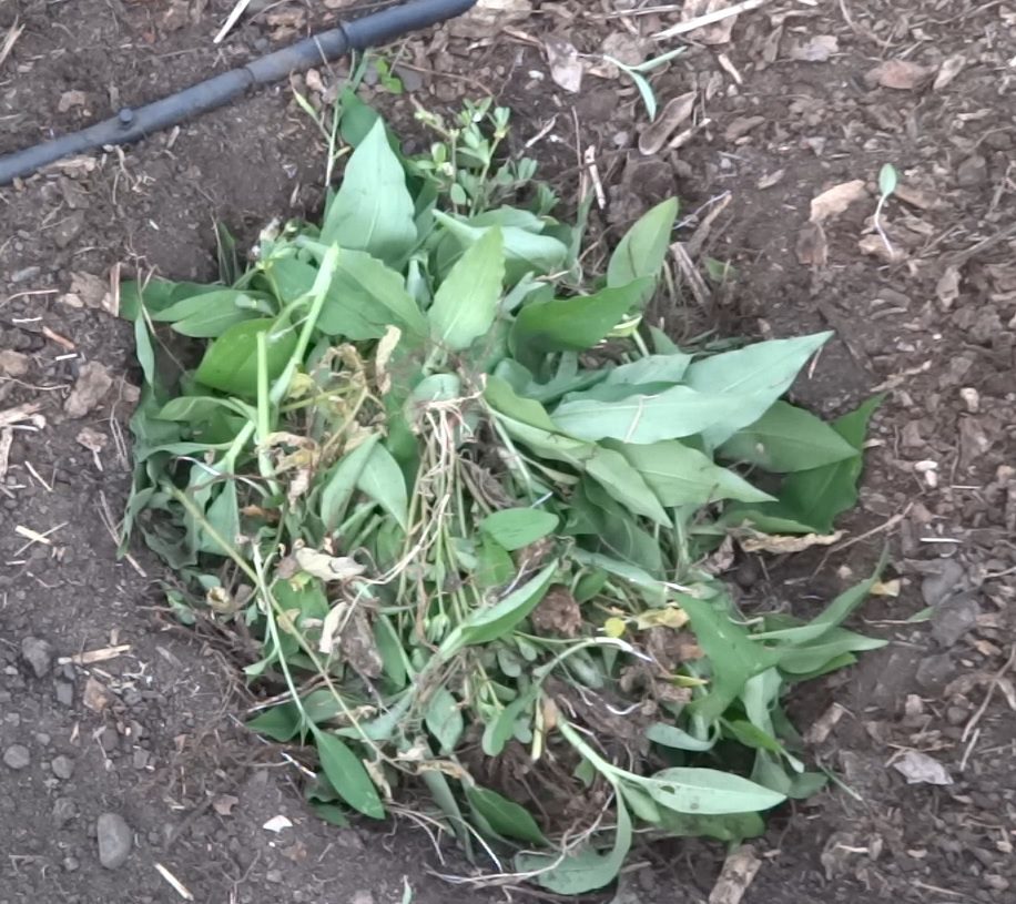 burying scurvy weed in the ground