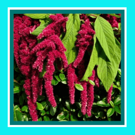 AMARANTH-LOVE LIES BLEEDING