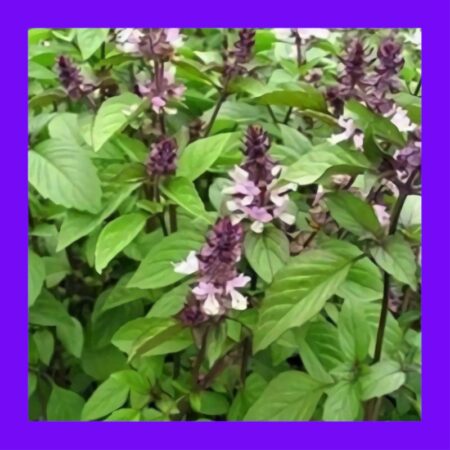 BASIL-CINNAMON