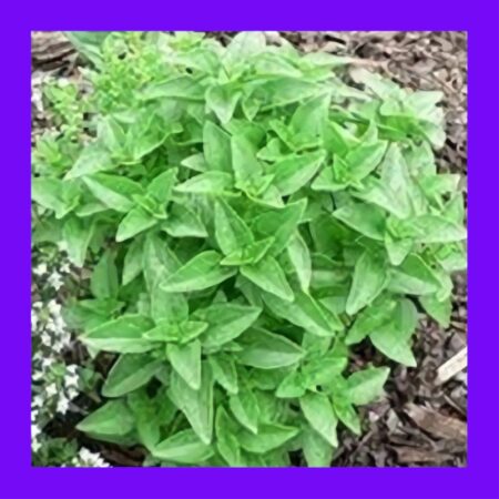 BASIL-GREEK - DWARF
