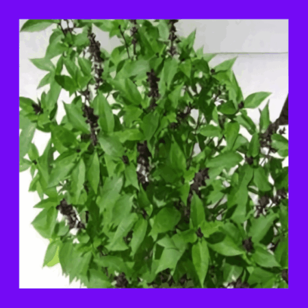 BASIL-HOLY GREEN (TULSI)