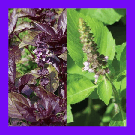 BASIL-HOLY GREEN/PURPLE MIX