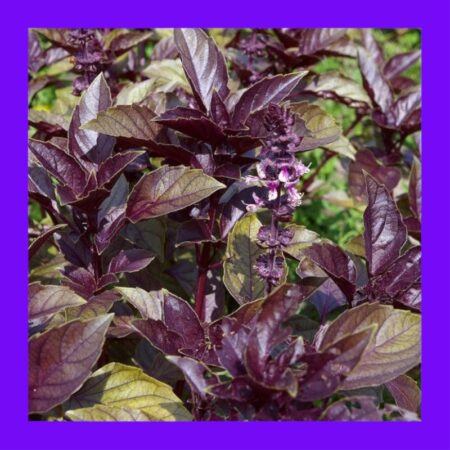 BASIL-HOLY PURPLE (TULSI)