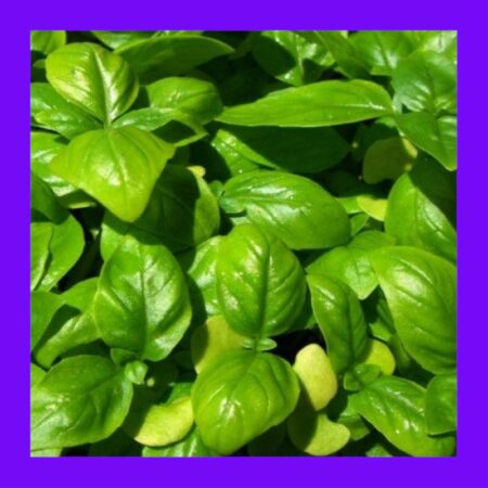 BASIL-ITALIAN LARGE LEAF