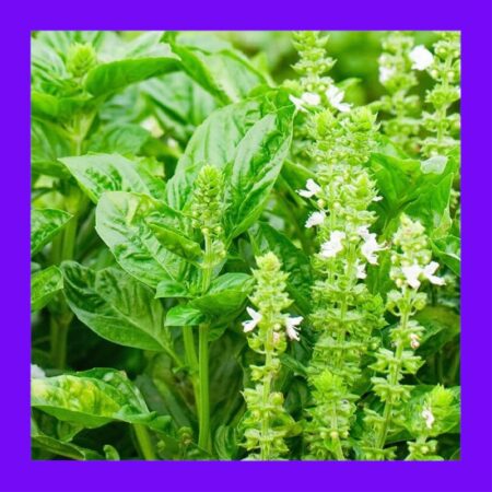 BASIL-LEMON