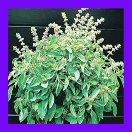BASIL-LIME