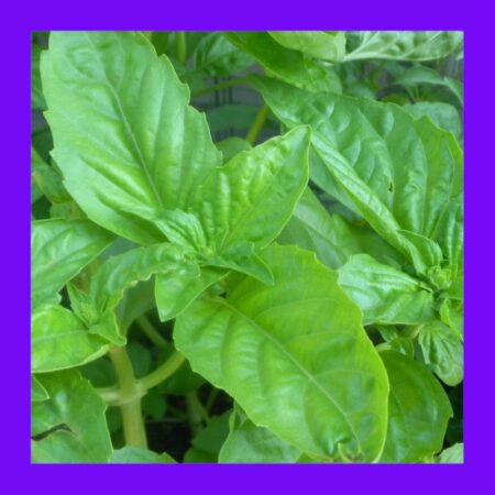 BASIL-SWEET GENOVESE