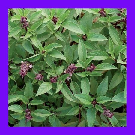 BASIL-THAI